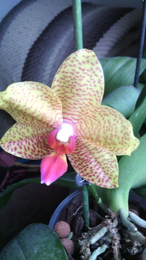 IMG_20150124_132235 - Phalaenopsis1