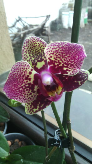 IMG_20150124_132332 - Phalaenopsis1