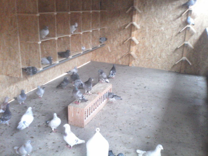 IMG_20150814_194419 - Noua voliera