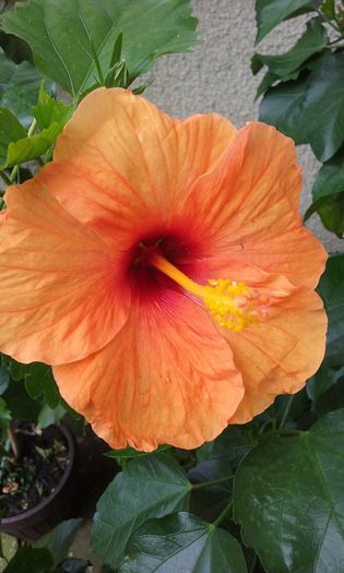 20150801_150441 - HIBISCUSI 2015