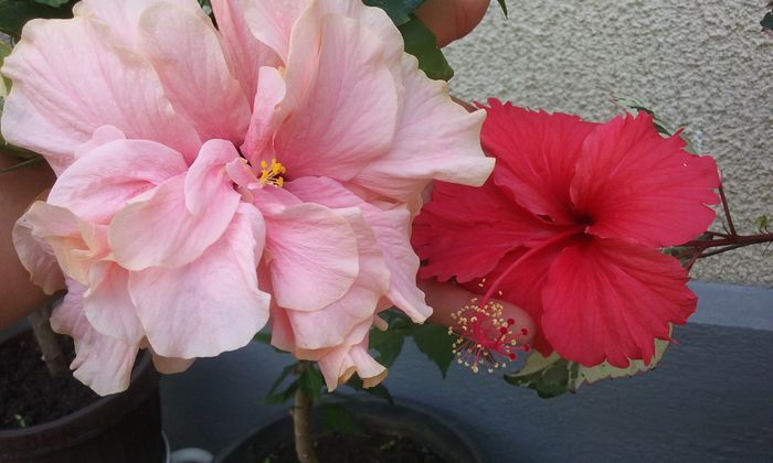 Classic Pink & Cooperi