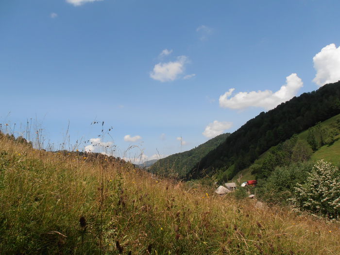 P8110054 - Vara la munte