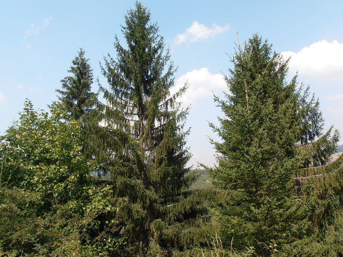 P8130155