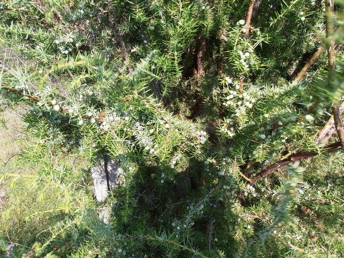 P8130159 - Vara la munte