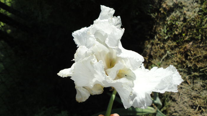 DSC00107 - Achizitii 2014 - Irisi