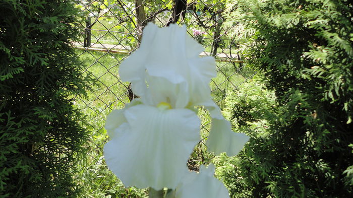 DSC09758 - Achizitii 2014 - Irisi