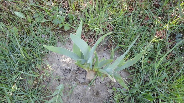 DSC09564 - Achizitii 2014 - Irisi