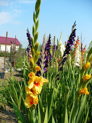 P1190851 - Gladiole 2015