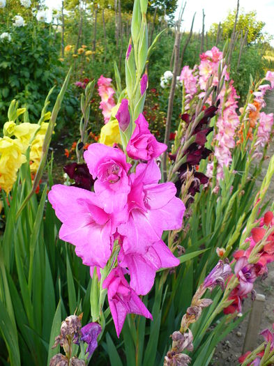 P1190904 - Gladiole 2015