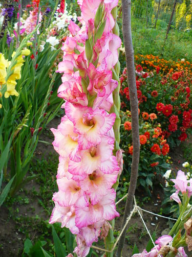 P1190910 - Gladiole 2015