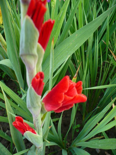 P1190924 - Gladiole 2015