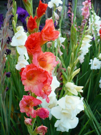 P1190935 - Gladiole 2015