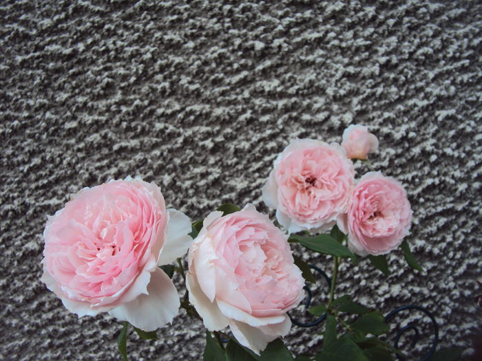 DSC04161 - The Wedgwood Rose