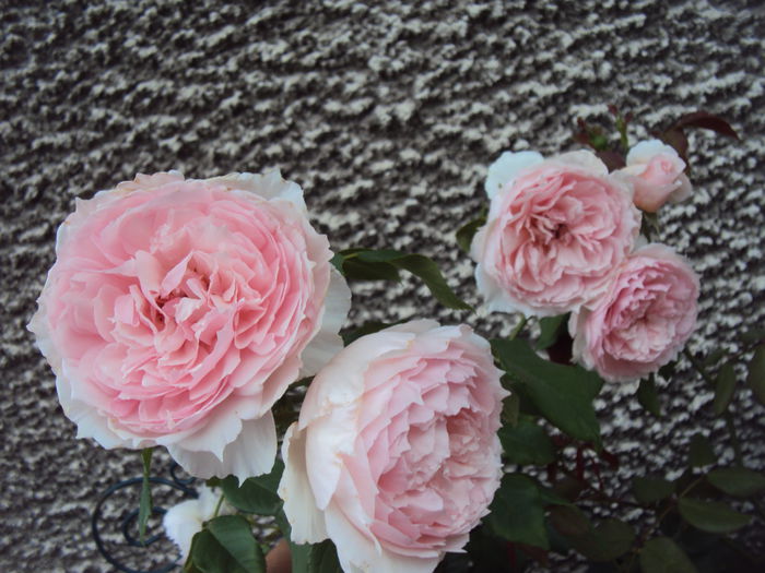 DSC04201 - The Wedgwood Rose
