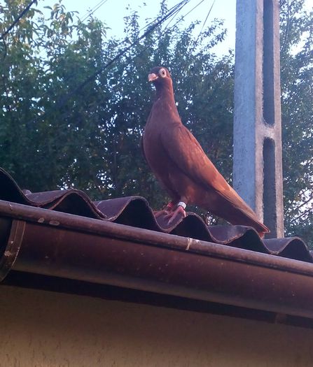 IMG_20150815_064240-1