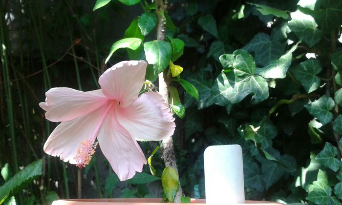  - HIBISCUS DAINTY PINK