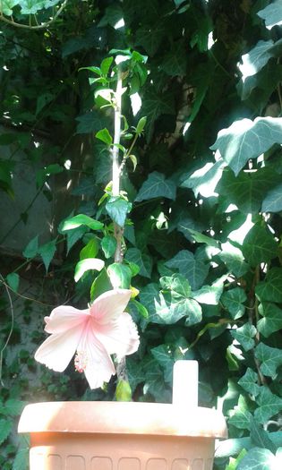 IMG-20150815-WA0002 - HIBISCUS DAINTY PINK