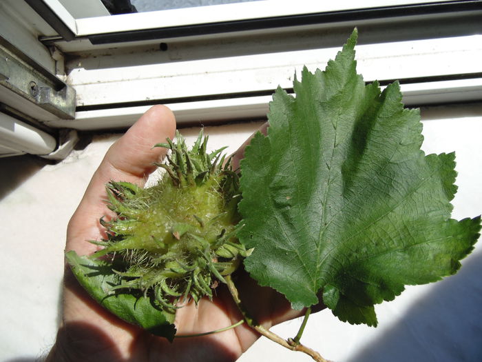 Alun turcesc - Corylus colurna; 14 August 2015
