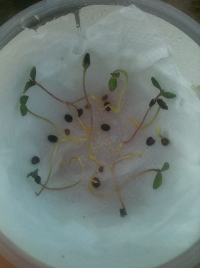 Cytisus seed germination - Cytisus scoparius