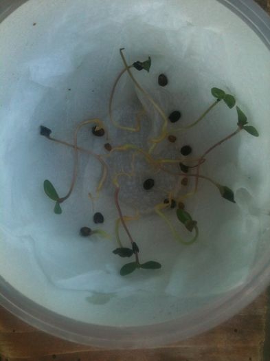 Schotch Broom seeds germination - Cytisus scoparius