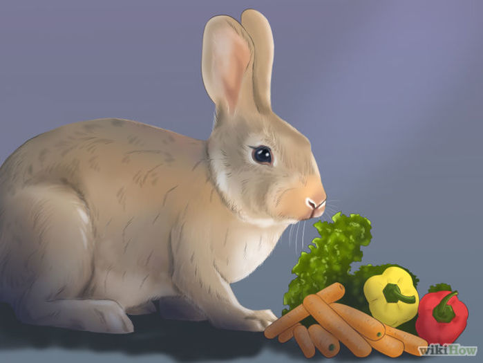 hrănire variată cu vegetale - Pregatirea iepurilor ptr expozitie