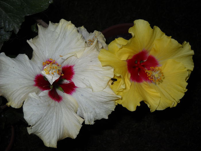 008 - HIBISCUS-2015