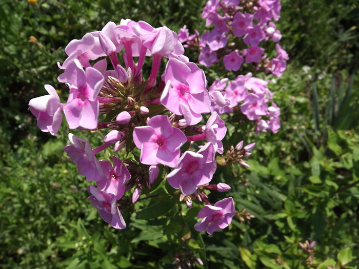 DSCF4120 - Phlox paniculata