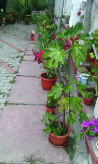 IMG_20150811_203723[1] - Flori in curte
