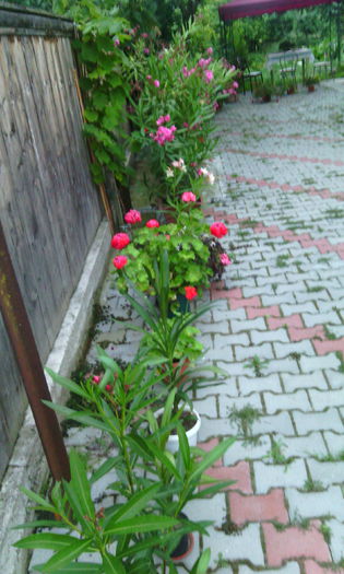 IMG_20150811_203740[1] - Flori in curte
