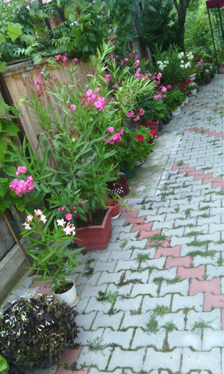 IMG_20150811_203759[1] - Flori in curte