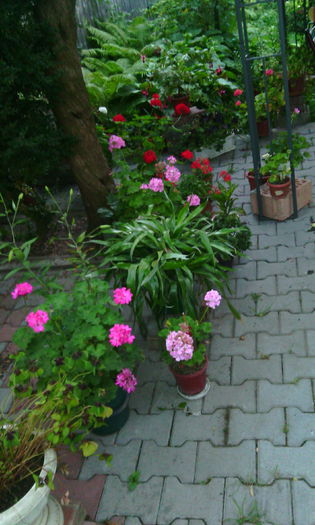 IMG_20150811_203822[1]