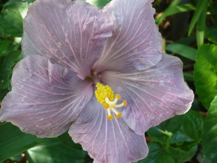 Tahitian Purple Sovereign