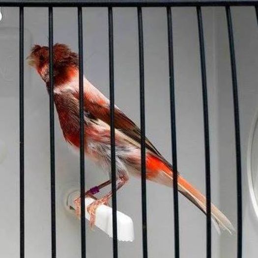 Canar-rasa Arlechin-Portugalia