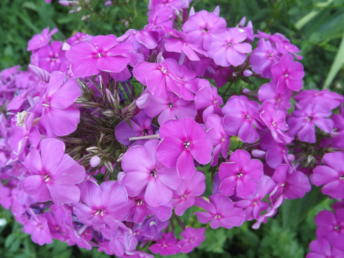 DSCF4156 - Phlox paniculata