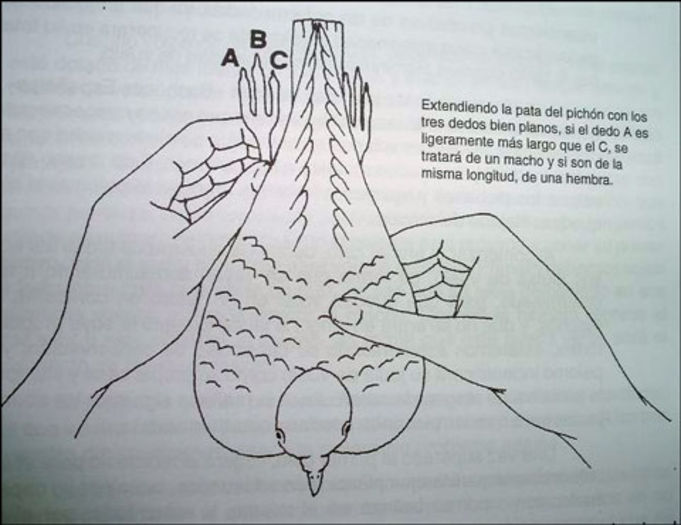 sexo_mano - nspalomas