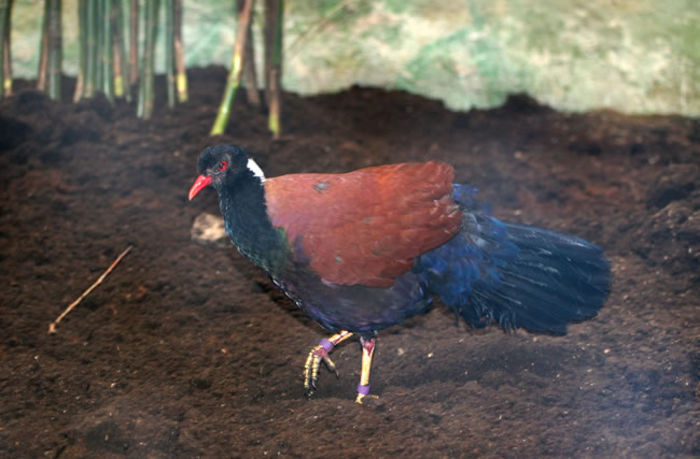 Otidiphaps_nobilis_650x427_01