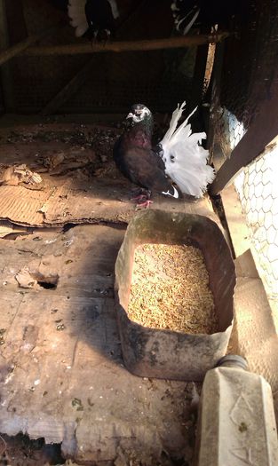 IMAG1470; M 2014 de vanzare.
