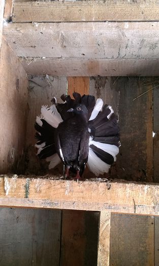 IMAG1480; F 2015 de vanzare
