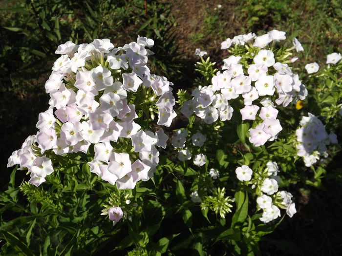 DSCF4239 - Phlox paniculata