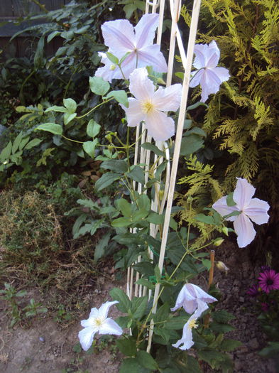 DSC04259 - 1 Clematite 2015