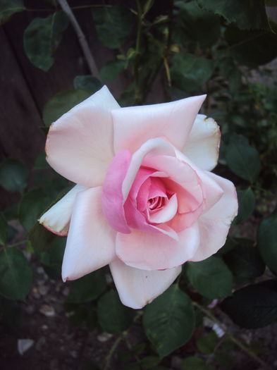 DSC04282 - Pharisaer