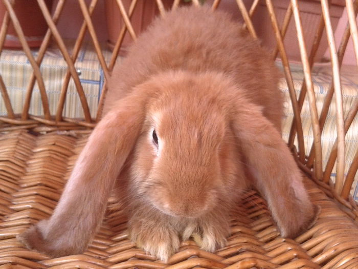 MASCUL 1 DIN 30.05.2015