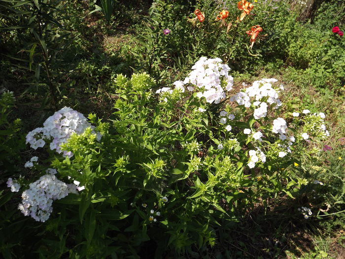 DSCF4240 - Phlox paniculata