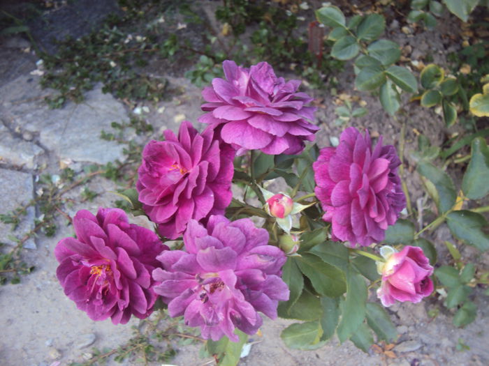 DSC04357