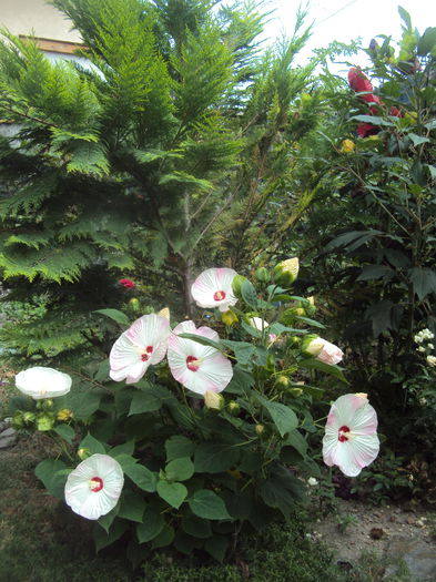 DSC04580 - Hibiscus de gradina
