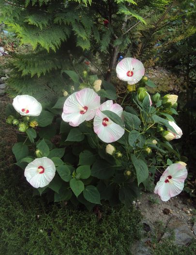 DSC04581 - Hibiscus de gradina