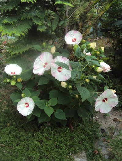 DSC04582 - Hibiscus de gradina
