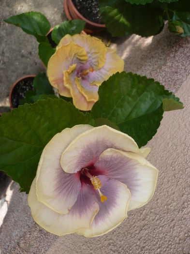 P1230591
