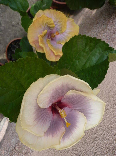 P1230592