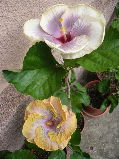 P1230593